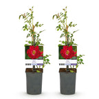 Rosa Red Queen, plant voor tuin en border