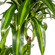 Dracaena Deremensis Hawaiian Sunshine