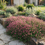 Thymus praecox Red Carpet - KruipTijm - Geurend - Rood-Roze - 24 Planten