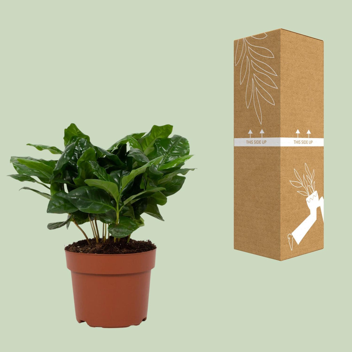 Detailfoto van Coffea Arabica
