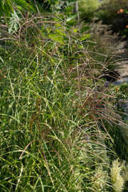 Miscanthus sinensis Strictus
