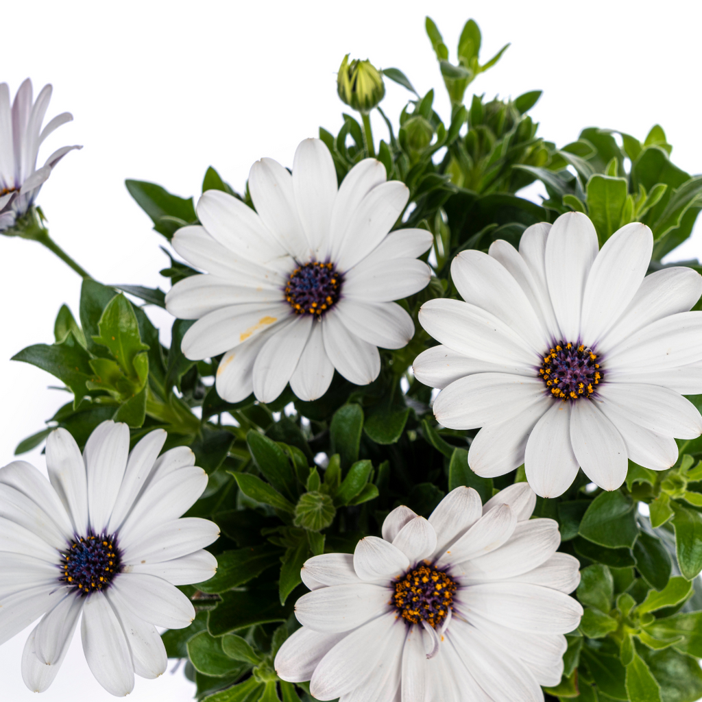 8x Osteospermum Ecklonis Weiß, kenmerkend blad