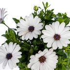 8x Osteospermum Ecklonis Weiß, kenmerkend blad