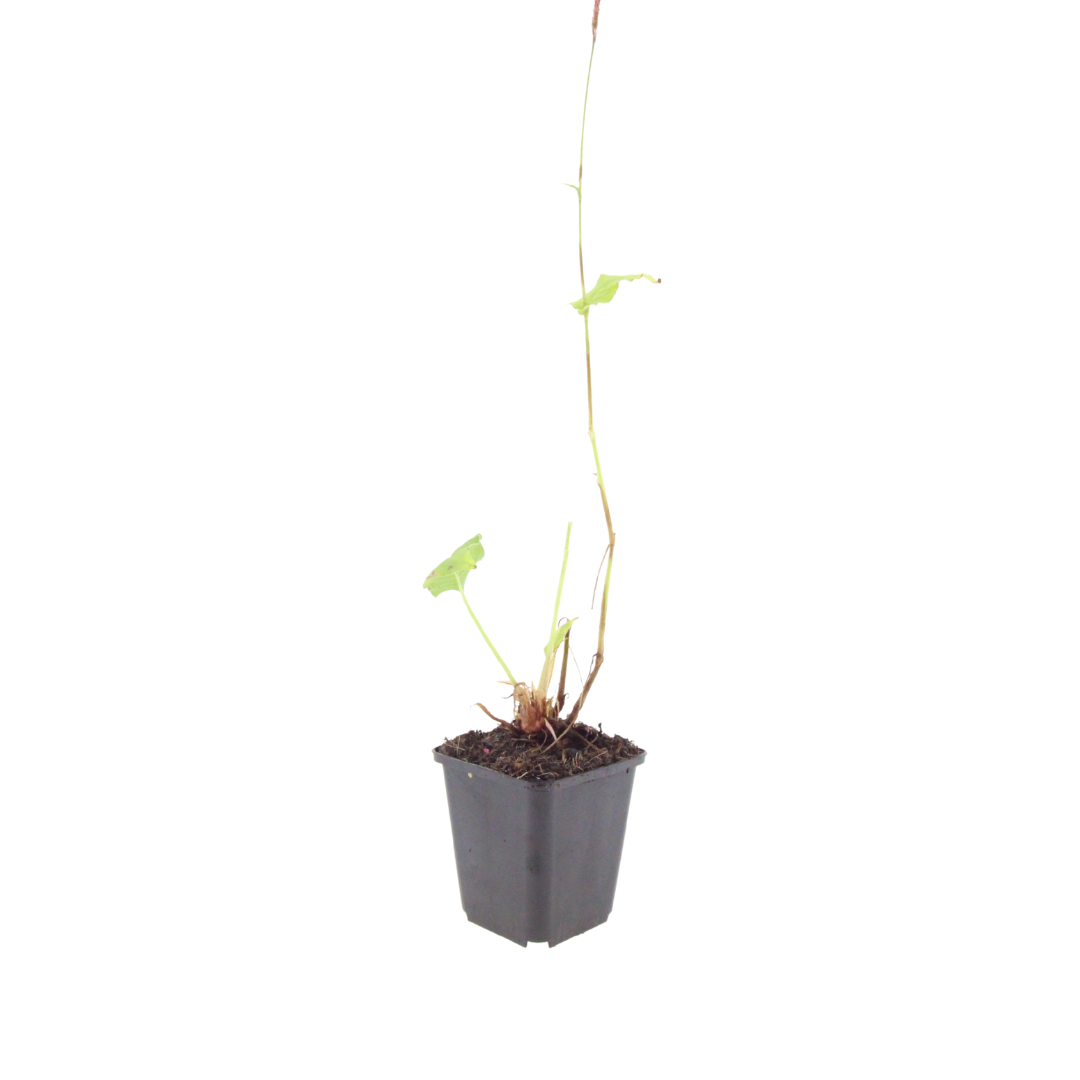 Persicaria bistorta, kenmerkend blad