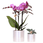 Plantenset Disco, kenmerkend blad