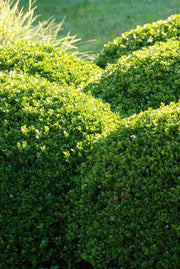 Buxus Sempervirens, 10-25 cm hoog
