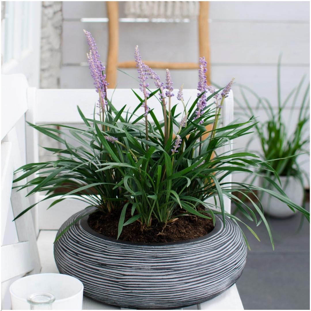 Liriope muscari 'Ingwersen', 25 cm hoog, detail van het blad