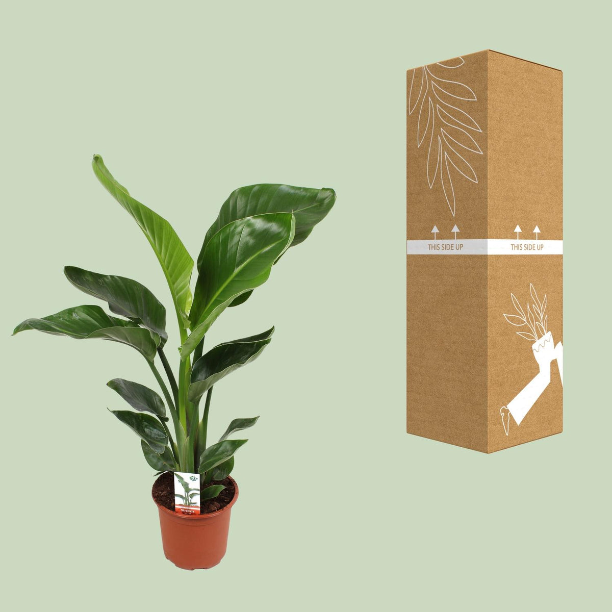 Strelitzia Nicolai, groene bladeren