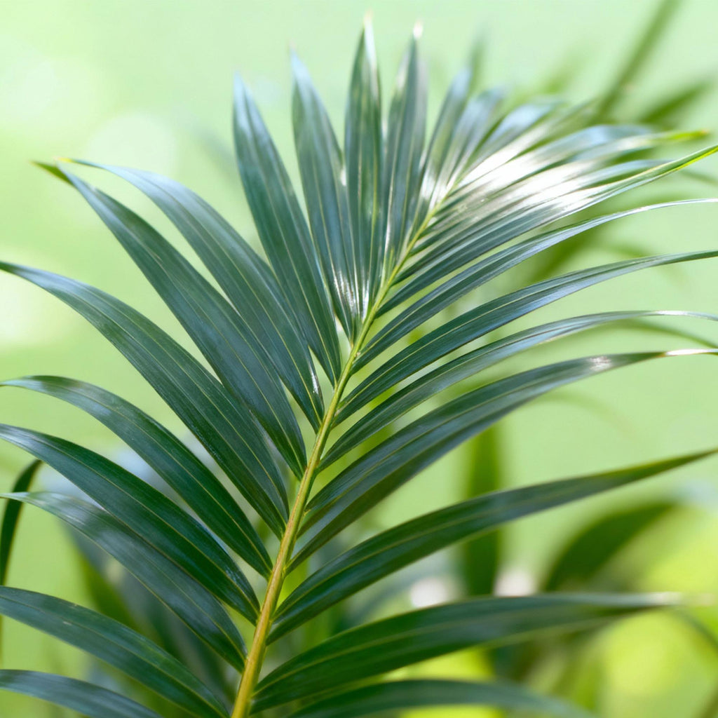 Howea Forsteriana, groeiwijze van de plant