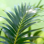 Howea Forsteriana, groeiwijze van de plant