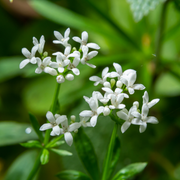 Galium odoratum