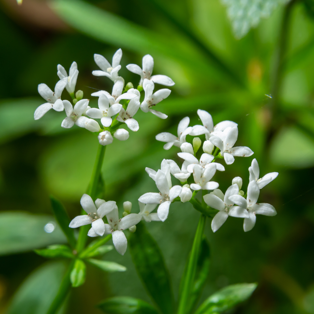 Galium odoratum, plant in pot