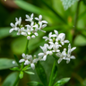 Galium odoratum