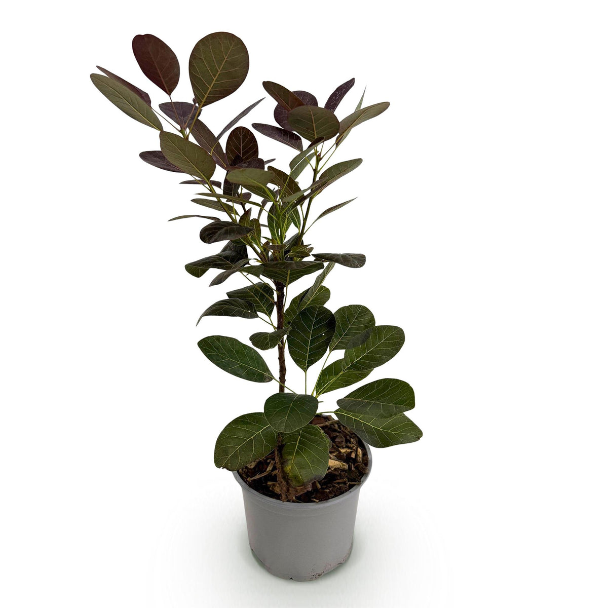 Cotinus coggyria Royal Purple, detail van het blad