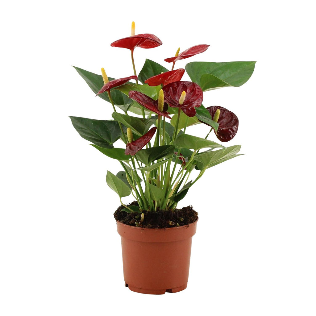 Detailfoto van Anthurium Calon In Transparant Sleeve