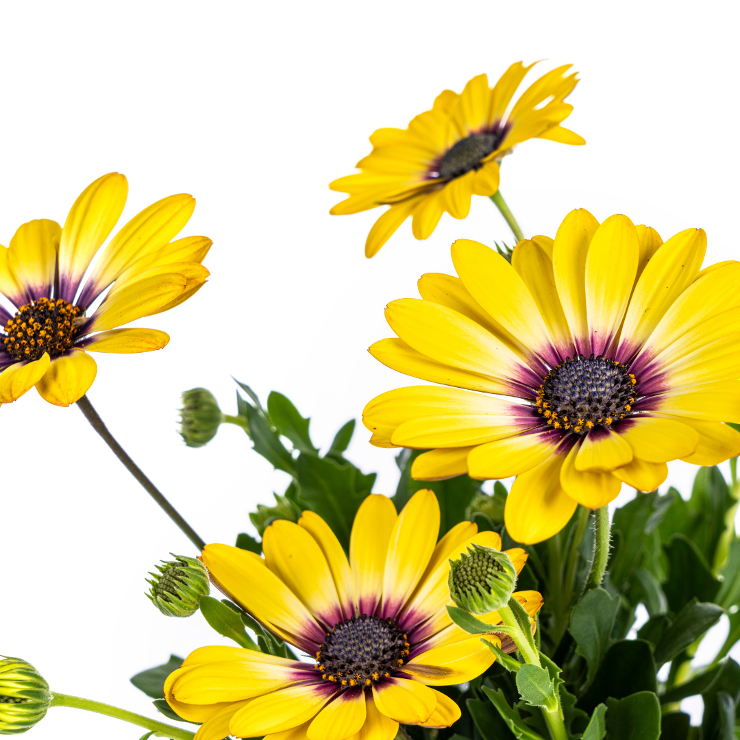 8x Osteospermum Ecklonis Gelb, kenmerkend blad
