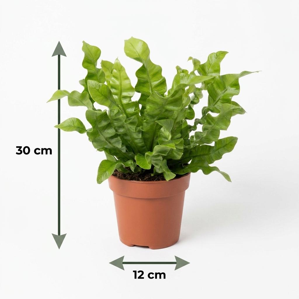 Asplenium Crispy Wave met witte pot, groeiwijze van de plant