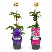 Clematis duo paars en roze - bosrank - set van 4