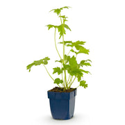 Ridderspoor (P) Blue Bird, met blauwe bloemen