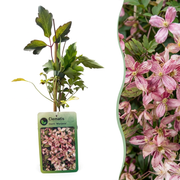 Clematis montana &