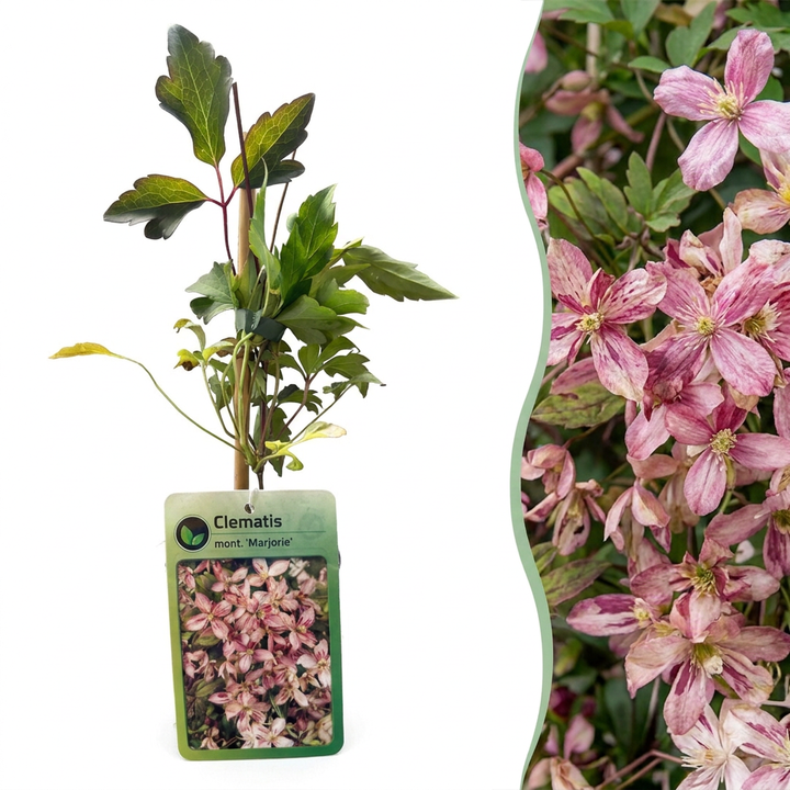 Clematis montana &