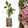 Clematis montana 'Marjorie' - roze bergclematis - set van 2 - Ø9 cm