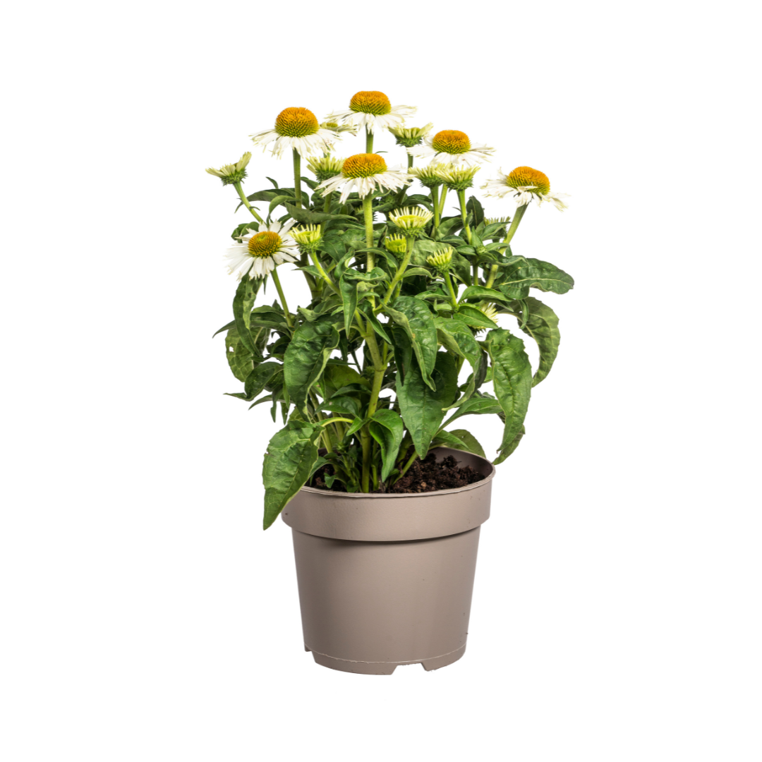 Echinacea Purpurea White, plant in pot