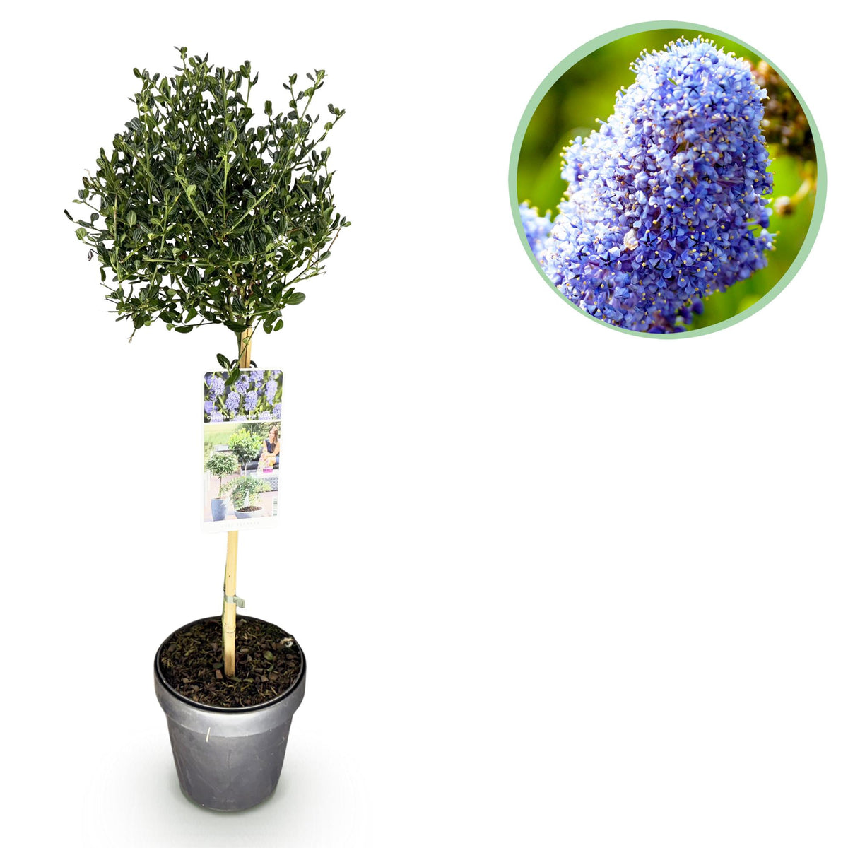 Ceanothus impressus Victoria, detail van het blad