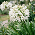 Afrikaanse lelie africanus Albus, groeiwijze van de plant