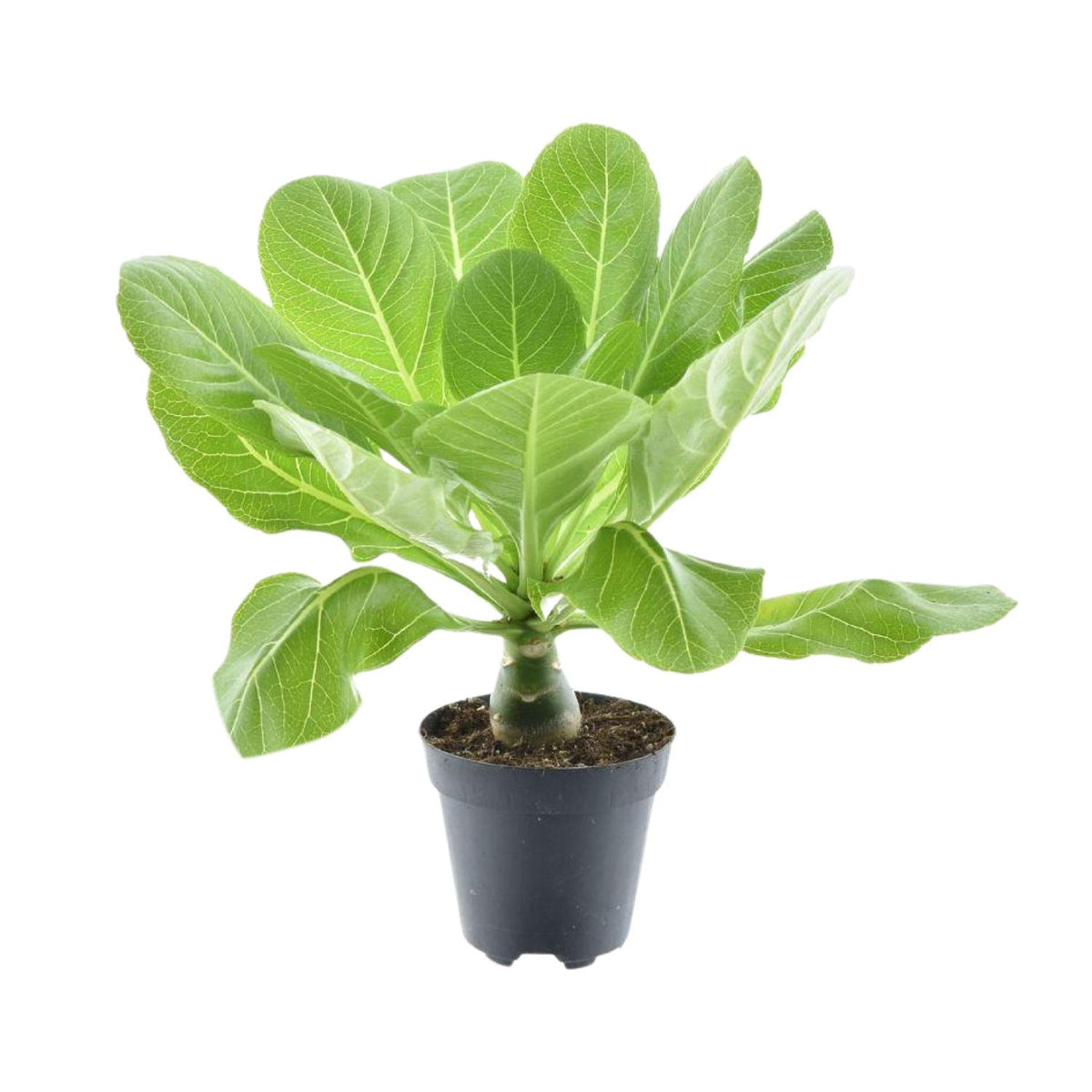 Detailfoto van Brighamia Insignis 'Hawaii Palm'