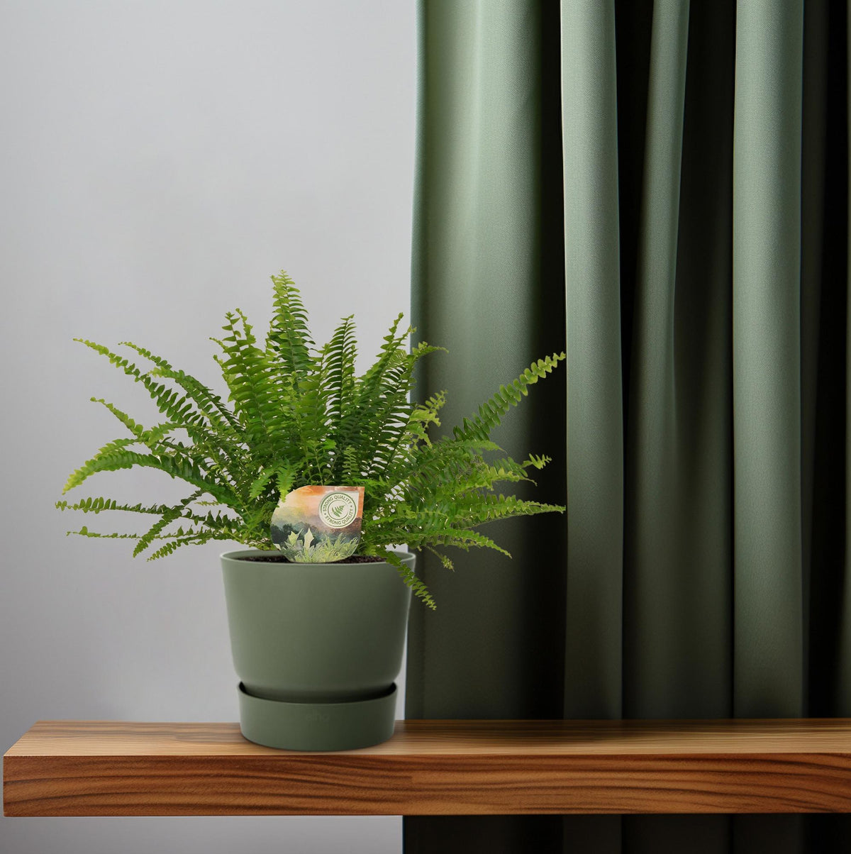 Nephrolepis Green Lady, plant in pot