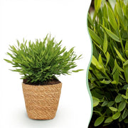 Pogonatherum Monica - Kamerbamboe - Met mand