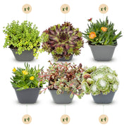 24x - Alpine mix - Ø7cm - ↕10-12cm
