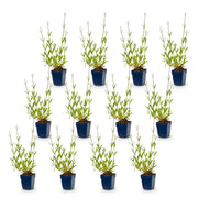 Verbena bonariensis - ijzerhard - 12 planten