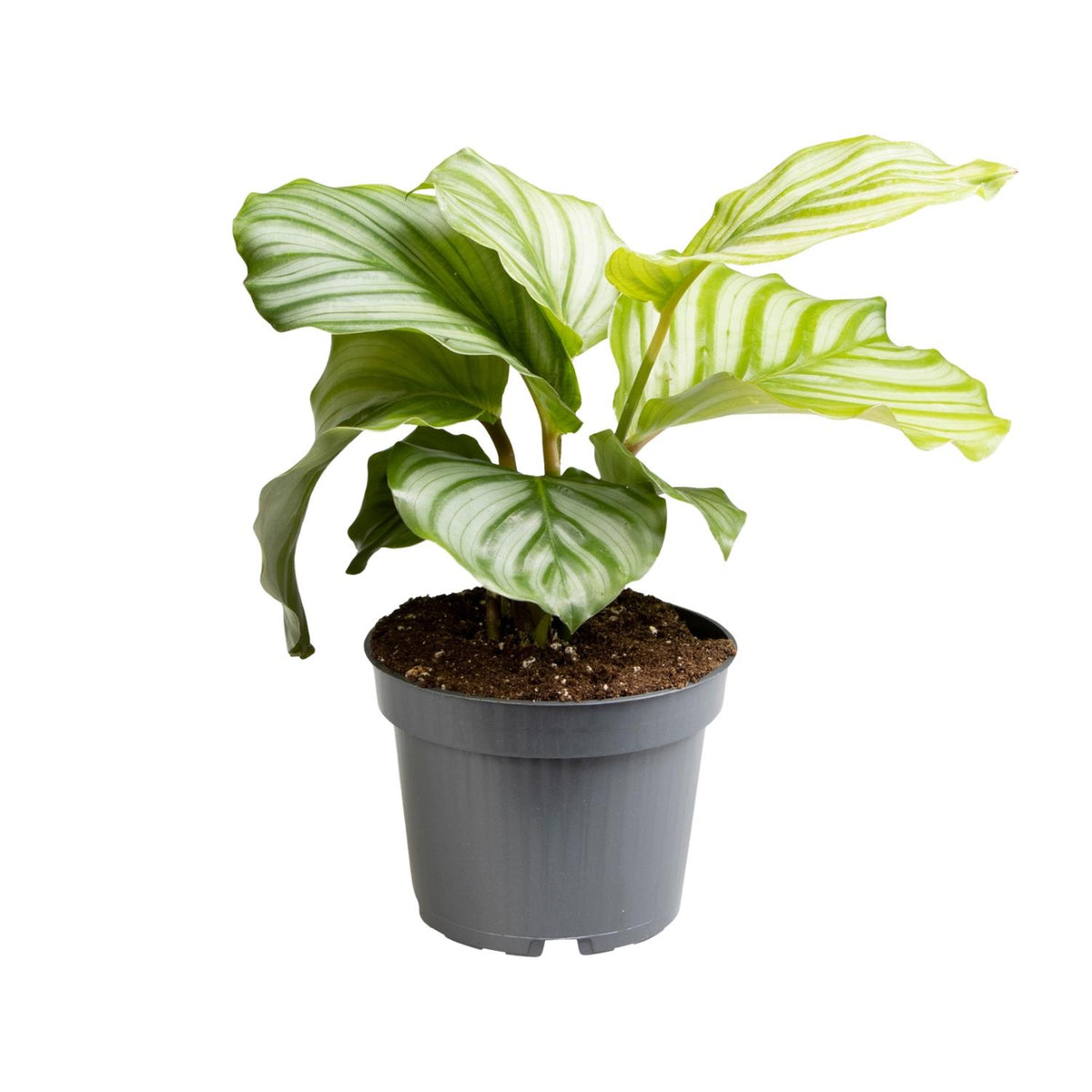 Calathea Orbifolia, plant in pot