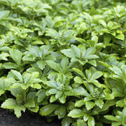 12x Pachysandra term. &