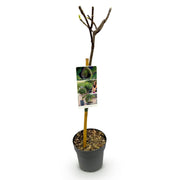 Ficus carica Brown Turkey