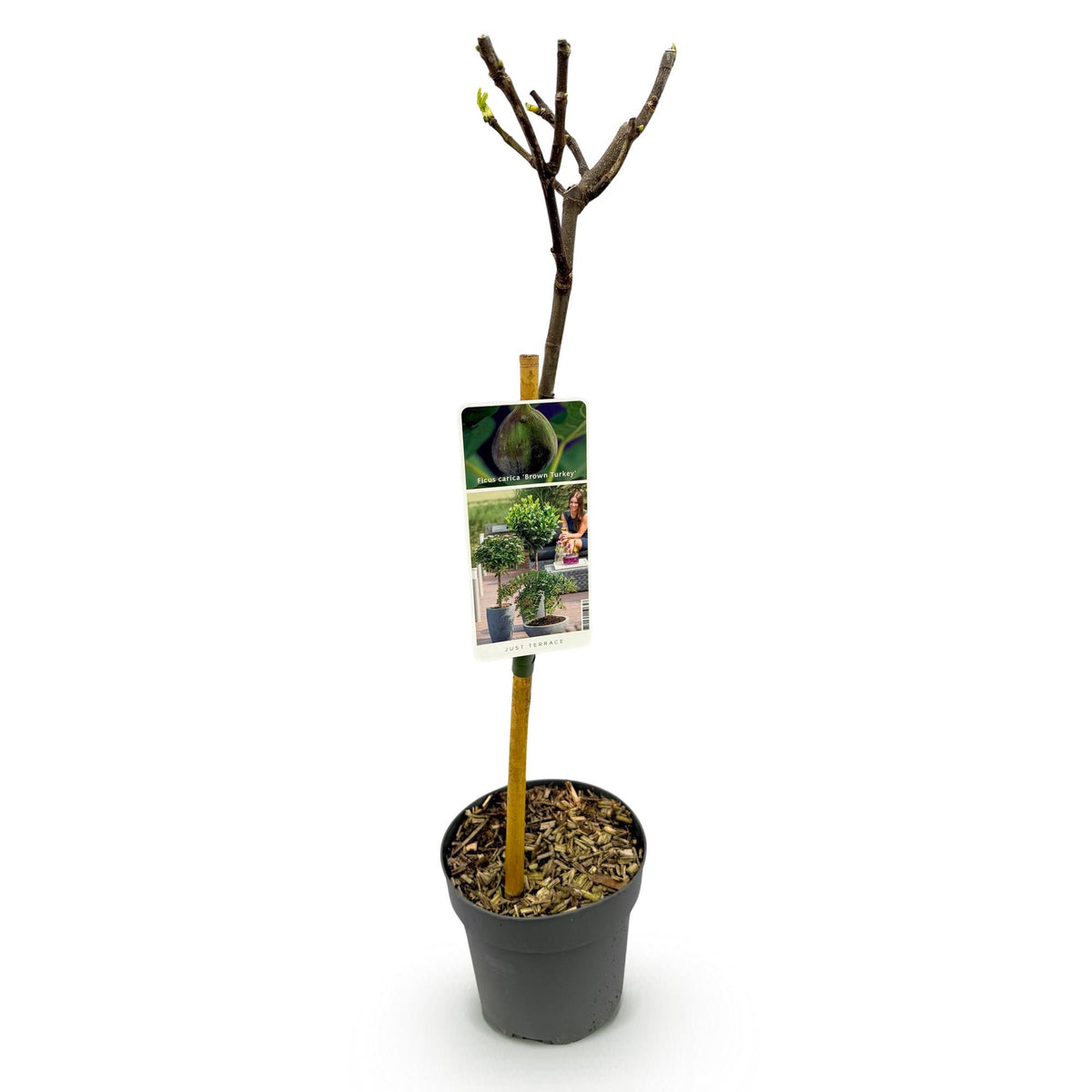 Ficus carica Brown Turkey, kenmerkend blad