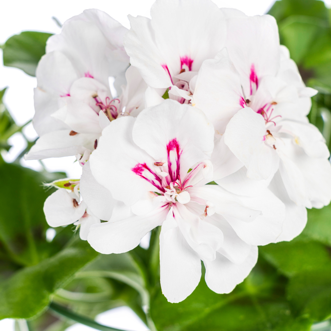 8x Pelargonium Peltatum Weiß, kenmerkend blad