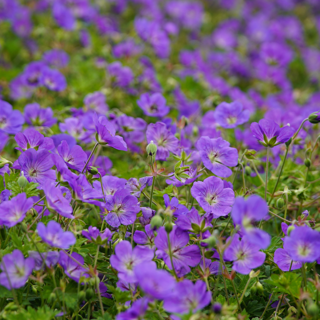Geranium 'Azure Rush', plant in pot