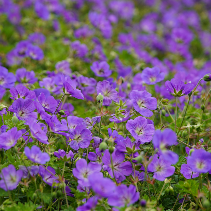 Geranium &