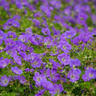 Geranium 'Azure Rush'