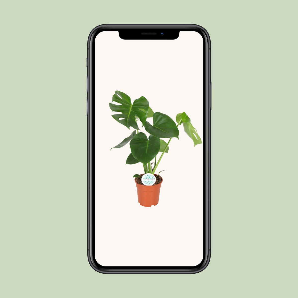 Detailfoto van Monstera deliciosa, gatenplant met glanzend blad, 55 cm hoog