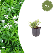Galium odoratum