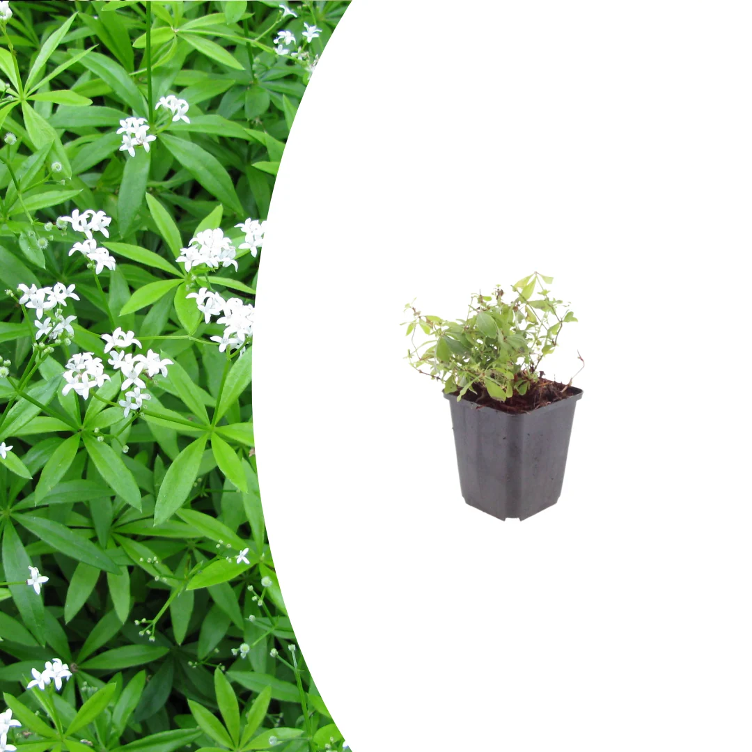 Galium odoratum, sierlijke plant