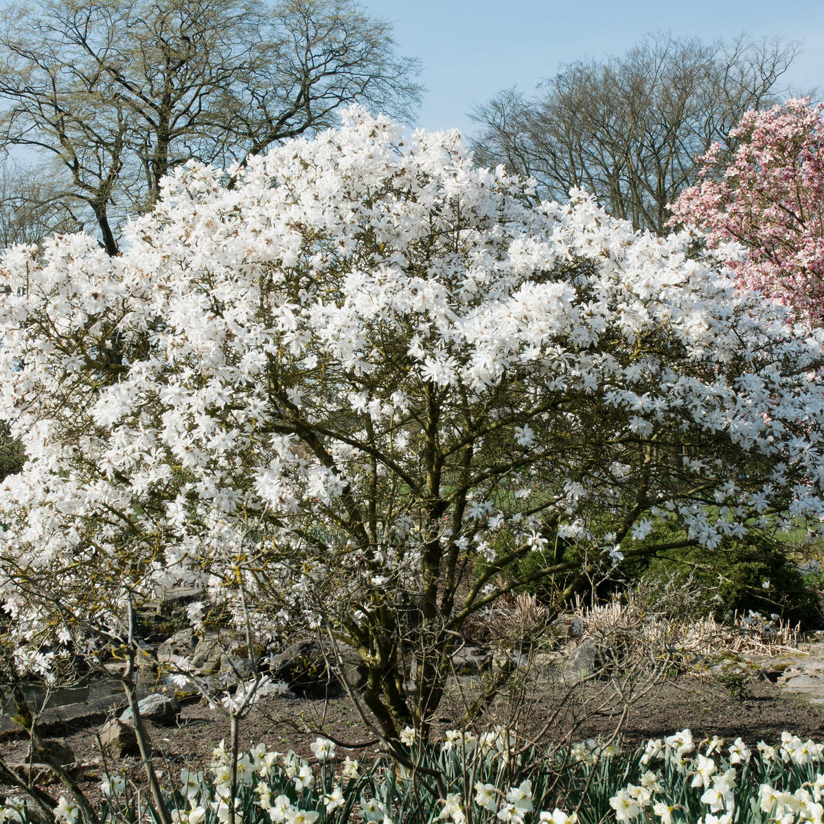 Magnolia Stellata, groene bladeren