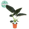 Productfoto van Alocasia Regal Shield
