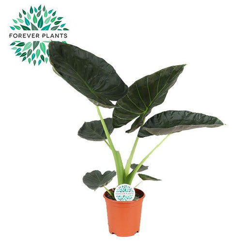 Productfoto van Alocasia Regal Shield
