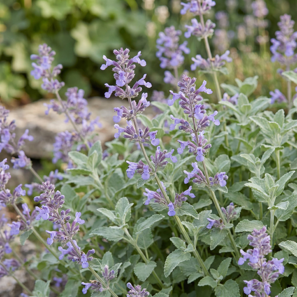 Nepeta faassenii - Kattenkruid - Paars, kenmerkend blad