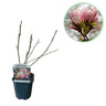 Magnolia Soulangiana
